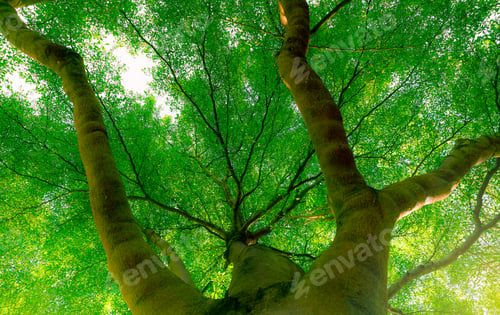 Preview: Selective focus on big green tree in forest with sunlight. Fresh environment in spring. Green tree