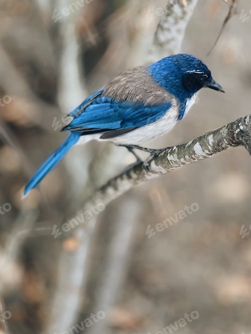Preview: Blue bird sitting happily on a branch of a small tree in the woods