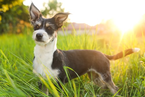 Preview: Cute fluffy dog in green grass at sunset