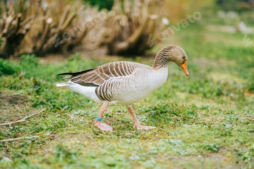 Preview: The greylag goose in the natural parkland.