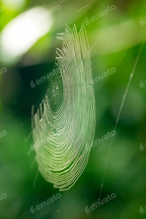 Preview: Spider webs in nature