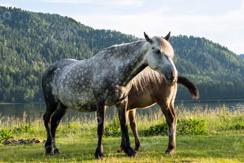 Preview: Mare with Foal Grazing on Lakeshore. Horses are Pasture on Lakeside.