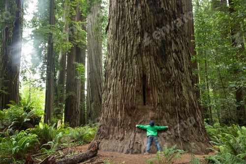 Preview: Boy hugging tree trunk, Redwoods National Park, California, USA