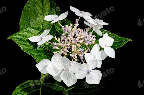 Preview: White hydrangea lanarth white on a black background