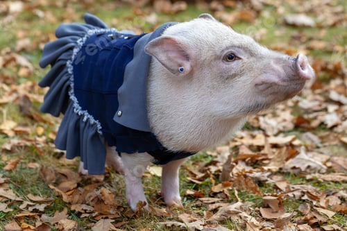 Preview: a white mini pig sits in a wicker basket. Autumn photo