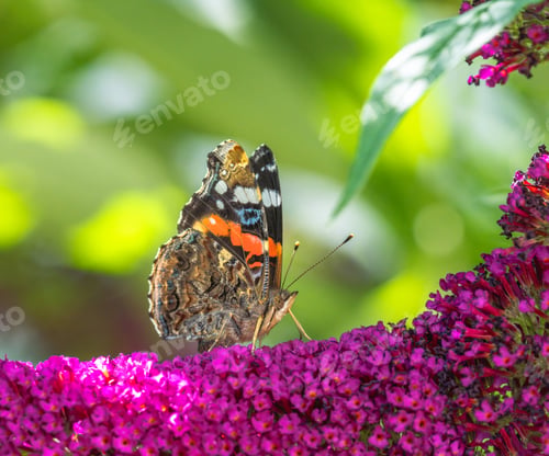 Preview: Macro of a painted lady butterfly