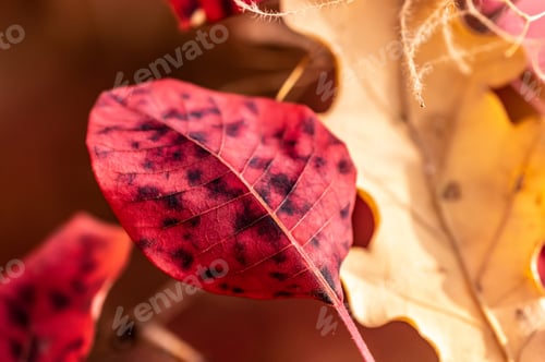 Preview: Close up view of spotted leaf