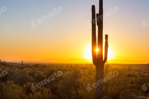 Preview: Cactuses in Arizona