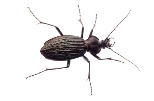 Preview: insect ground beetle