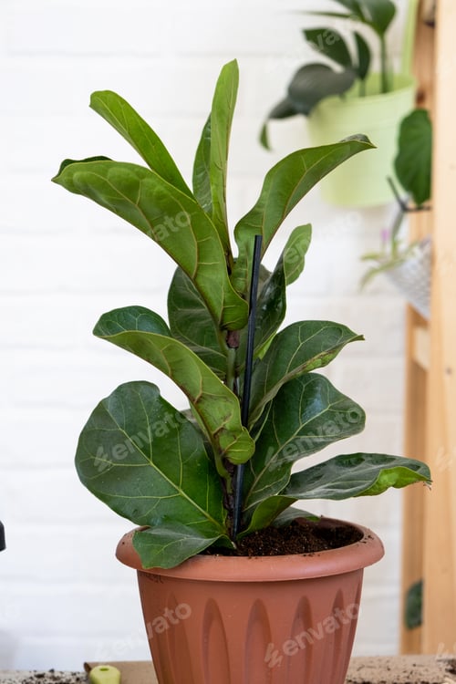 Preview: Home plant Ficus lyrata into a new pot. Caring and reproduction for a potted plant,