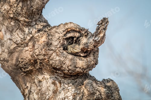 Preview: Rock monitor in a tree.