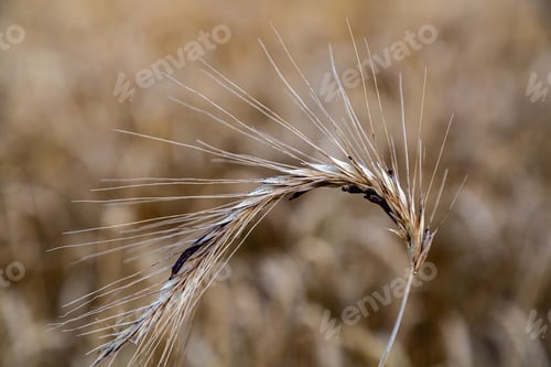 Preview: Rye with ergot fungus in the field