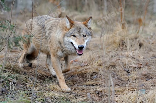 Preview: Wild wolf in forest