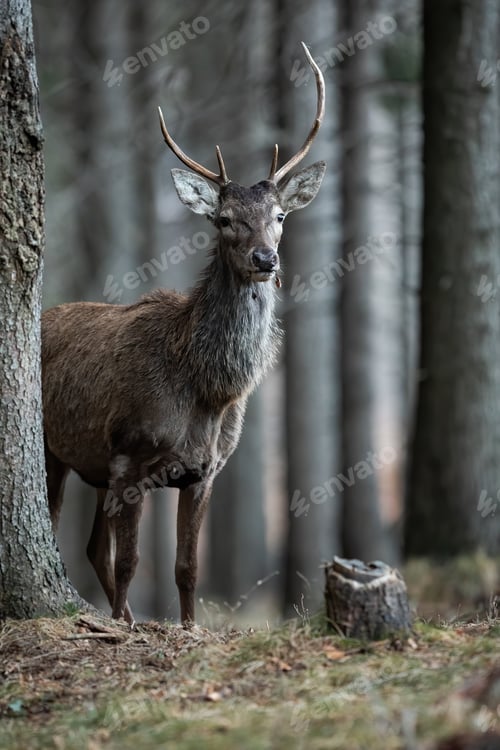 Preview: Red deer stag peeking from behind a spruce tree in a forest with blurred background