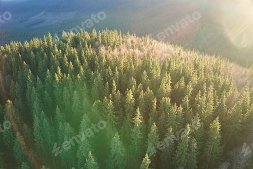 Preview: Aerial view of brightly illuminated with sunlight beams foggy dark forest with pine trees at autumn
