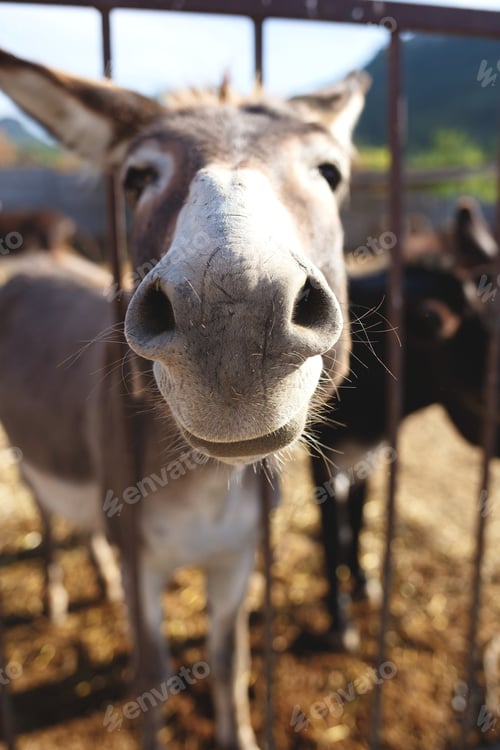 Preview: muzzle of a gray donkey on a farm close-up