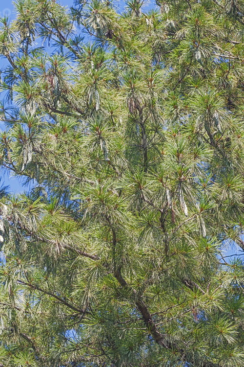 Preview: Bhutan Pine (Pinus Wallichiana). Called Blue Pine, Himalayan Pine And Himalayan White Pine Also