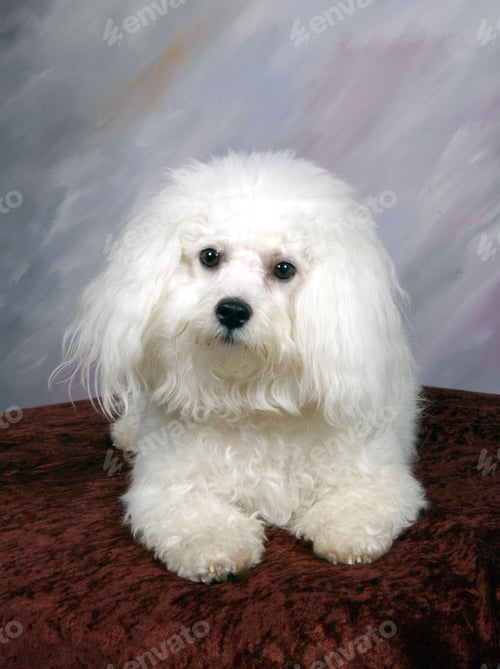 Preview: dog, bichon, puppy, dogs, hairy, pet