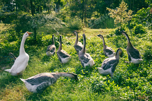 Preview: Flock of domestic geese on a green meadow. Summer green rural farm landscape