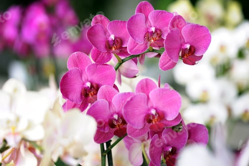 Preview: beautiful orchids