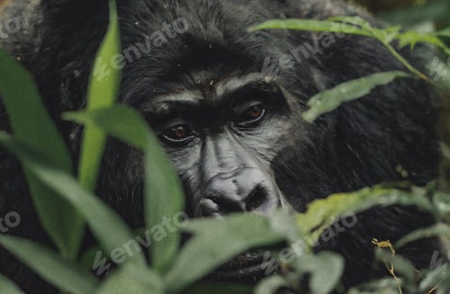 Preview: Closeup shot of a Western lowland gorilla peering out of a thicket of lush green foliage.