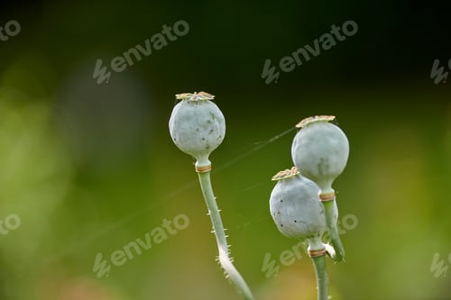 Preview: My garden