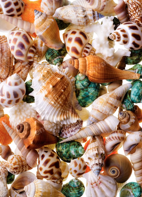 Preview: Seashells background
