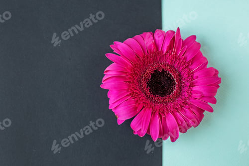 Preview: Pink flowers on a colored background. Horizontal. Copy space.Minimal style, flat lay.