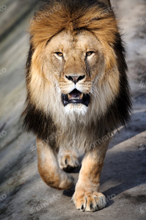 Preview: Close-up lion