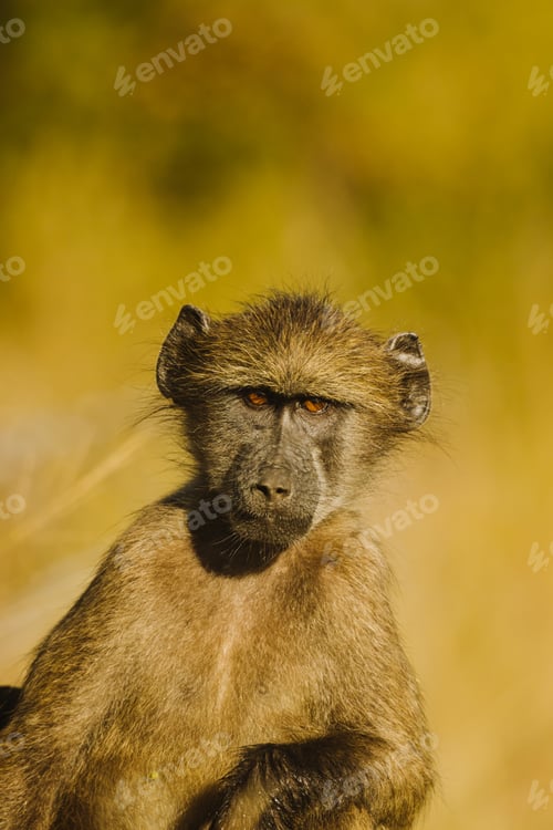 Preview: Monkey