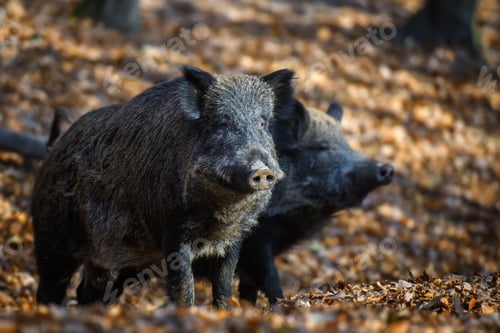 Preview: Two wild boar in autumn forest. Wildlife scene from nature
