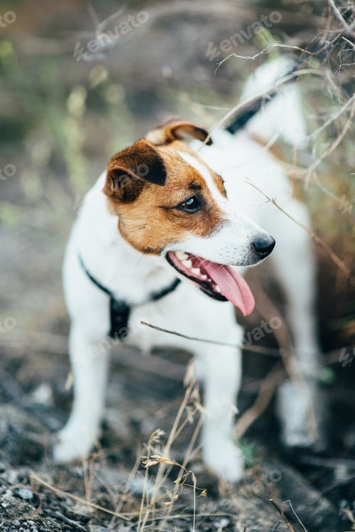 Preview: a small dog of the Jack Russell Terrier breed on a walk