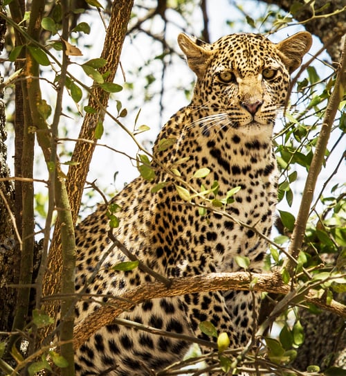 Preview: A Beautiful Wildlife photography pictures