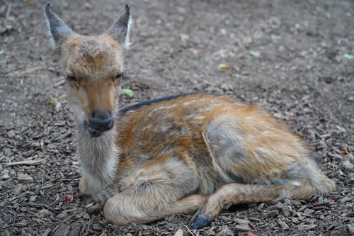 Preview: Young deer resting on the ground in a natural outdoor setting