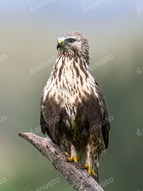 Preview: Rough-legged buzzard (Buteo lagopus)