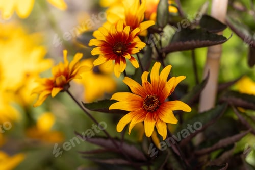 Preview: The red and orange false sunflower, Heliopsis helianthoides 'Bleeding Hearts' in bloom.