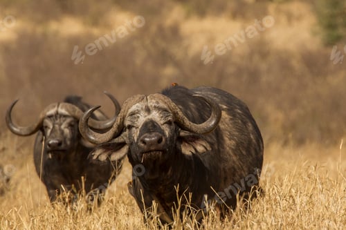 Preview: Two buffalo (Syncerus caffer), Ngorongoro, Tanzania, Africa