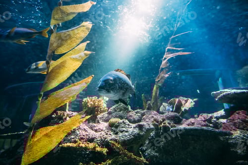 Preview: Medium Fish Swimming In Aquarium