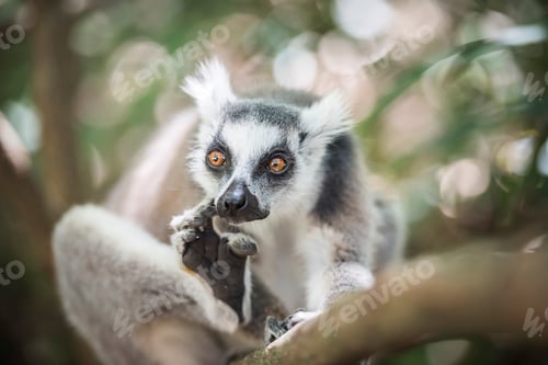 Preview: Ring-tailed Lemur (Lemur catta), Isalo National Park, Ihorombe Region, Southwest Madagascar
