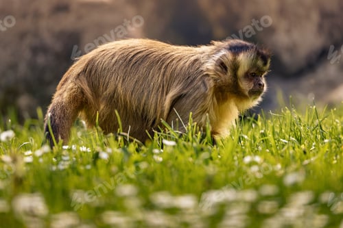 Preview: a small monkey in the grass near some rocks and flowers