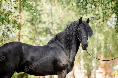 Preview: Beautiful Andalusian horse in field.