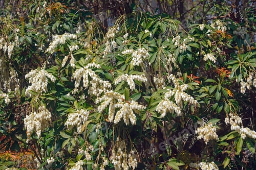 Preview: Japanese Andromeda (Pieris Japonica). Known As Japanese Pieris Also.
