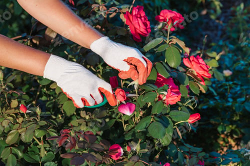 Preview: close-up of hands with pruning shears pruning roses. Preventive annual treatment.