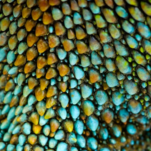 Preview: reptile skin