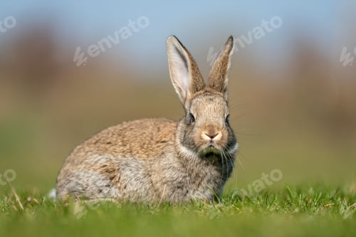 Preview: Rabbit hare while in grass