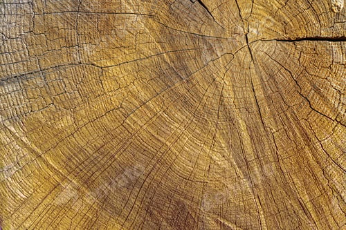 Preview: background texture slice wood