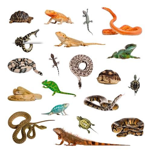 Preview: Large collection of reptile, pet and exotic, in different position