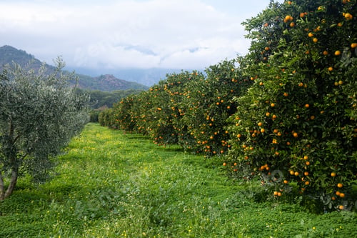 Preview: Orange grove