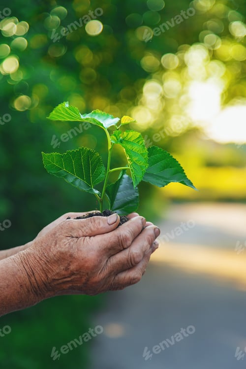 Preview: Grandmother is planting a tree in the garden. Selective focus.