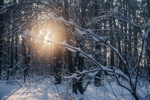 Preview: Setting sun rays in winter forest, beautiful winter scenery of tree trunks covered with snow
